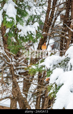 Eine kleine weibliche rot orange nördlichen Kardinal Cardinalis Vogel weit weit auf immergrünen Baum im Winter Schnee in Northern Virginia hocken Stockfoto