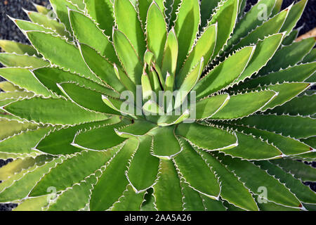 Nahaufnahme von Agave Shawii Cactus Stockfoto