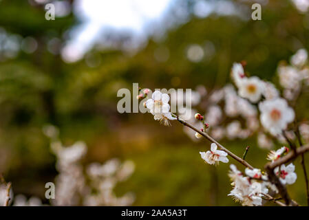 Rosa Pflaumenbaum Blumen auf einem unscharfen Hintergrund, während einem bewölkten Nachmittag in Nara, Japan Stockfoto