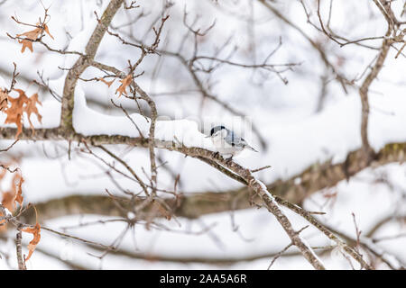 White-breasted Kleiber Vogel auf einem Baum im Winter Schneeflocken Schnee Eiche in Virginia Weiß Hintergrund Herbst Winter oder im Frühling Stockfoto