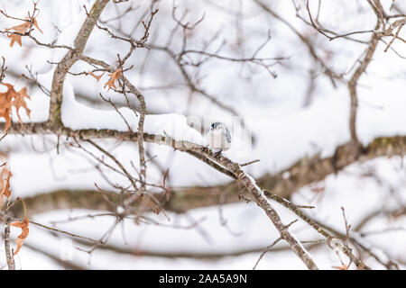 White-breasted Kleiber Vogel auf Baum im Winter Schneeflocken Schnee Eiche in Virginia Weiß Hintergrund Herbst Winter oder im Frühling Stockfoto