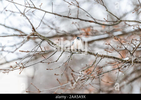 Single white-breasted Kleiber Vogel auf Ast bei Schnee Eiche in Virginia weißen Hintergrund Winter Wetter Stockfoto