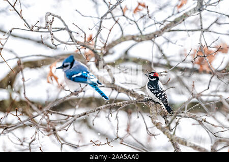 Zwei Vögel Freunde zusammen Hocken mit Blue Jay, Cyanocitta cristata und downy oder Hairy Specht sitzen auf Eiche im Winter in Virginia Stockfoto