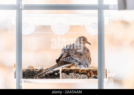 Nahaufnahme von einer Taube Vogel perchinf auf Kunststoff Fenster aus Glas, Schrägförderer barsch durch Nüsse Samen in Virginia Stockfoto