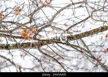 Virginia Wintersaison und weiblichen Downy Woodpecker hocken auf Eiche Baum mit verschwommenen Hintergrund der Schnee Stockfoto