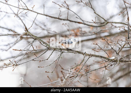 Single white-breasted Kleiber ein Vogel auf Ast bei Schnee Eiche in Virginia weißen Hintergrund Winter Wetter Stockfoto