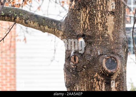 Eine wild männlich Red-bellied Woodpecker Vogel thront auf dicken Eiche Stamm in Virginia Winter mit Haus Wand Hintergrund Stockfoto