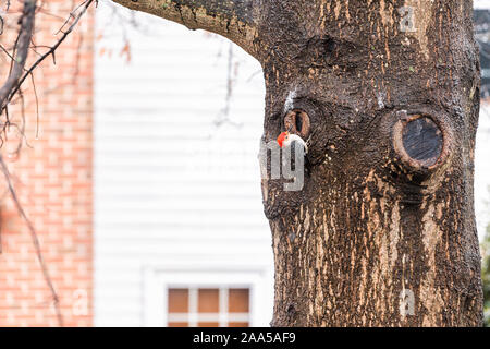 Eine männlich Red-bellied Woodpecker Vogel thront auf dicken Eiche Stamm in Virginia Winter mit Haus Wand Hintergrund Stockfoto