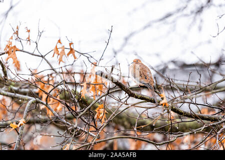 Taube nasse Vogel weit hocken auf Eiche Baum im Winter regen in Virginia mit Wassertropfen auf Federn Stockfoto