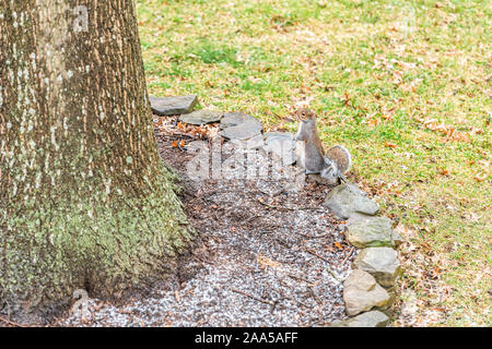 Ein braunes Lustig graues Eichhörnchen stehend von dicken Baumstamm in Virginia von Rasen Gras im Hinterhof Stockfoto