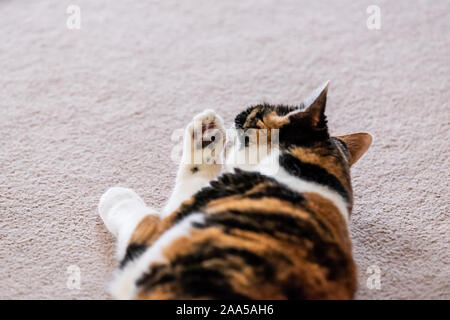 Nahaufnahme des calico kurze behaarte Katze auf Wohnzimmer Schlafzimmer Zimmer Teppichboden Pflege lecken Paw Stockfoto