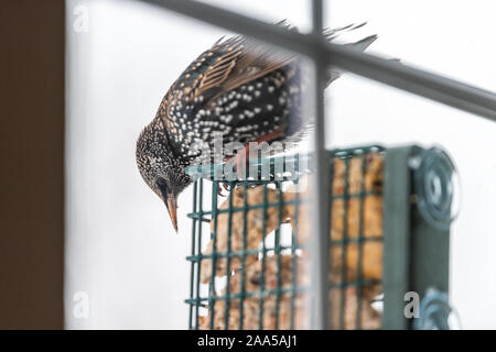 Europäischen Starling Vogel hocken auf hängende Metall suet Cake feeder Käfig zu Fenster in Virginia angebracht Essen mit Schnabel Stockfoto