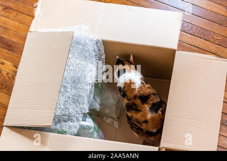 Hohe Betrachtungswinkel Calico Katze sitzt im Paket Lieferung Karton mit Luftpolsterfolie auf Hartholz Stock von Haus lustig Humor Stockfoto