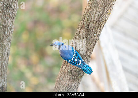 Einen Blue Jay Cyanocitta cristata Hocken einzigen Vogel auf Zweig in der Nähe von holzdecks Zaun im Sommer oder Frühling hohe Betrachtungswinkel Stockfoto