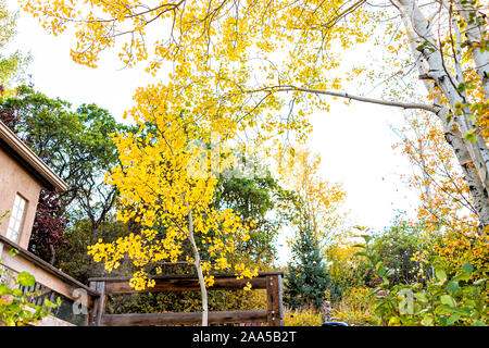 Herbst Laub auf Aspen Bäume landschaftsbau von der Architektur der Garten im Hinterhof des Hauses in Colorado im Herbst Jahreszeit in den Rocky Mountains. Stockfoto