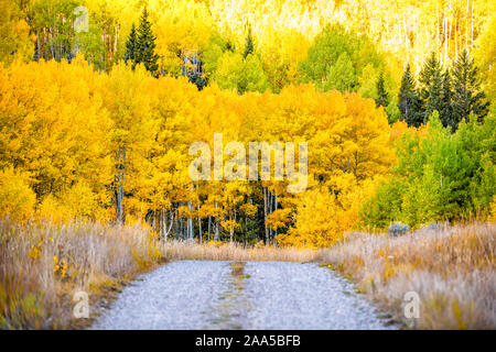 Colorado Rocky Mountains Herbst Laub auf den Bäumen und kleinen Schmutz weg von Castle Creek malerische Straße mit bunten gelb orange Blätter Stockfoto