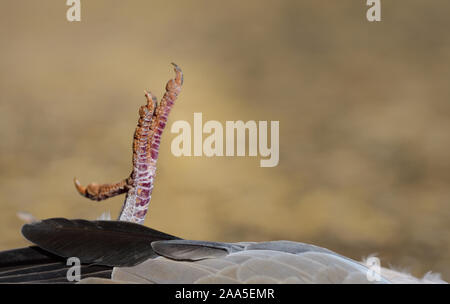 Die Krallen auf eine tote Taube in close-up auf der Suche nach oben gegen einen hellen Hintergrund Stockfoto