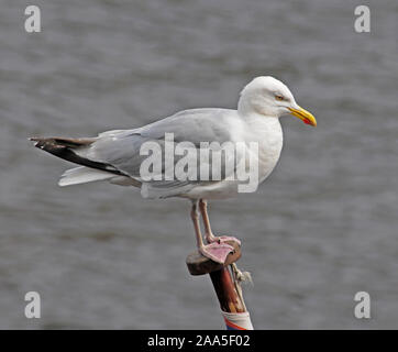 Nach Silbermöwe, Larus argentatus, am Fahnenmast ist ein Boot thront. August. Stockfoto