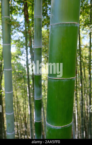 Grüner Bambus Zylinder schließen. Bamboo Grove Blick von der Seite. Botanischer Garten Pflanzen in Batumi. Stockfoto