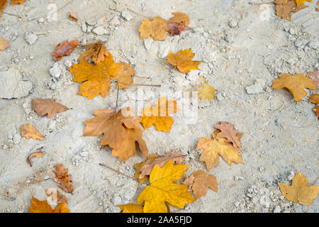 Gelbe Blätter auf dem Sand. Gelbe Ahorn und Eiche Blätter auf einen Sandstrand. Goldener Herbst Hintergrund. Stockfoto