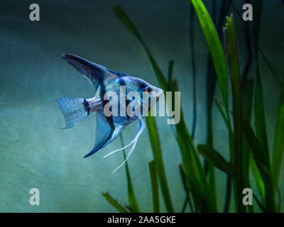 Blue Zebra Kaiserfische im Tank Fisch (Auchen Scalare) Stockfoto