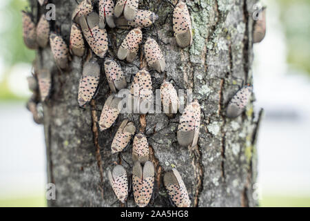 Lanternfly Gesichtet (lycorma delicatula) Befall von Pennsylvania Abteilung der Landwirtschaft verursacht haben, eine Quarantäne zu Problem Stockfoto