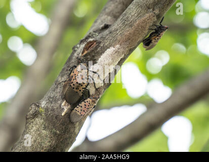 Lanternfly Gesichtet (lycorma delicatula) Eier legt am Baum. Parasitäre Erkrankungen haben die Pennsylvania Abteilung der Landwirtschaft verursacht eine Quarantäne zu erteilen. Stockfoto