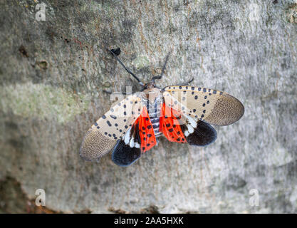 Blick von oben auf die gefleckte Laterne fliegen, Chester County, Pennsylvania Stockfoto