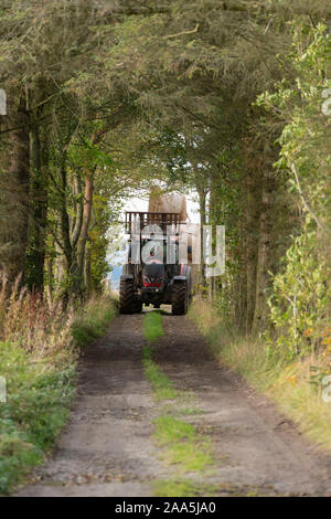 Eine rote Valtra Traktor Anhänger geladen mit Strohballen in einen Tunnel fährt von Bäumen auf einem Farmtrack in Aberdeenshire Landschaft Stockfoto