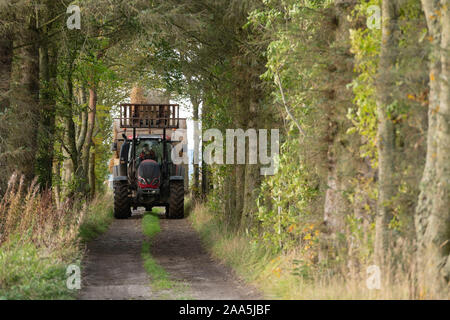 Ein Landwirt schleppt einen Anhänger geladen mit Strohballen entlang einem Feldweg, gesäumt von Bäumen in ländlichen Schottland Stockfoto