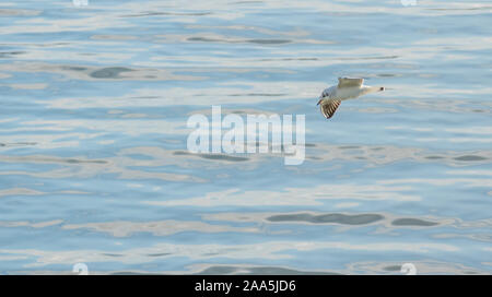 Hydrocoloeus minutus little Möwe über das Meer Fliegen Stockfoto