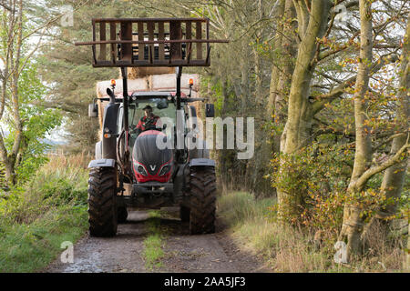 Ein Landwirt in einem roten Traktor Ziehen eines Anhängers, voll beladen mit Strohballen, auf einem Feldweg durch Bäume. Stockfoto