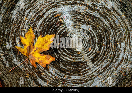 Natürliche Hintergrund einer bunten Herbst Blatt auf einem Baumstamm, der das jährliche Ringe zeigt Stockfoto