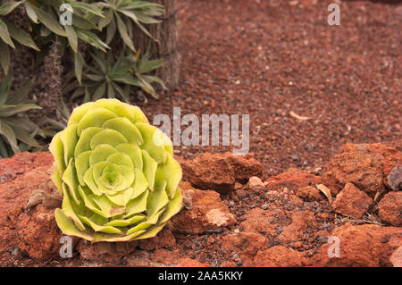 Ein Detail einer bejeque Rosette (Aeonium canariense), dies ist eine Pflanzenart aus der Familie der Crassulaceae. Es ist vor allem in La Gomera, in der Stockfoto