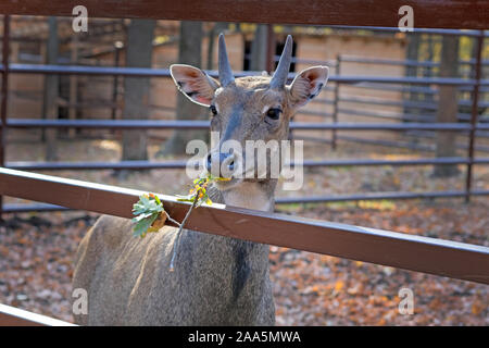 Eine junge graues Reh in einer Voliere Kauen eine Eiche Zweig mit grün-gelbe Blätter. Ein Zoo im Park an der frischen Luft. Tierschutz und Schutz Stockfoto