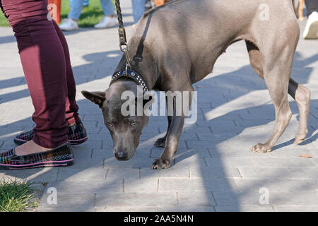 Thai Ridgeback an der Leine schnüffeln der Straße. Ein Hund mit kurzen, glatten, glänzenden graues Haar in der Sonne. Die Thai Ridgeback steht neben dem eigenen Stockfoto