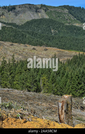 Klares Wälder im Büro des Land-Managements (BLM) landet in der Coast Range, Coos County, Oregon. Stockfoto