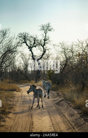 Wild Zebras im Krüger Nationalpark in Mpumalanga in Südafrika Stockfoto