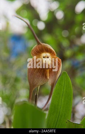 Monkey orchid (Dracula simia) im Botanischen Garten von Quito, Quito, Ecuador Stockfoto