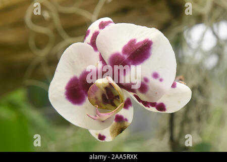 Schönen Boden Orchidee im Botanischen Garten von Quito, Quito, Ecuador Stockfoto