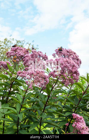 Schmetterlinge Fütterung auf Hanf Agrimony Eupatorium purpureum im Spätsommer. Eine Krautige Immergrün ausdauernde, vollkommen winterhart ist. Stockfoto