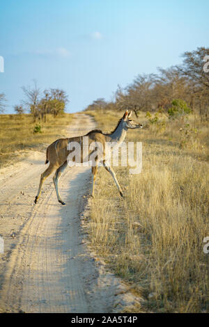 Wild Kudu im Kruger Nationalpark in Mpumalanga in Südafrika Stockfoto