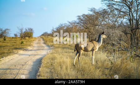 Wild Kudu im Kruger Nationalpark in Mpumalanga in Südafrika Stockfoto