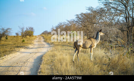 Wild Kudu im Kruger Nationalpark in Mpumalanga in Südafrika Stockfoto