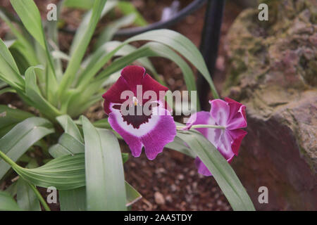 Phalaenopsis Orchidee im Botanischen Garten von Quito, Quito, Ecuador Stockfoto