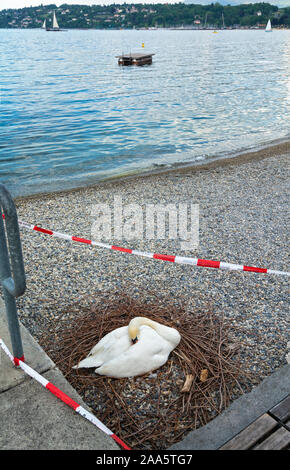 Schweiz, Genfer See, Swan Verschachtelung auf Strand Stockfoto