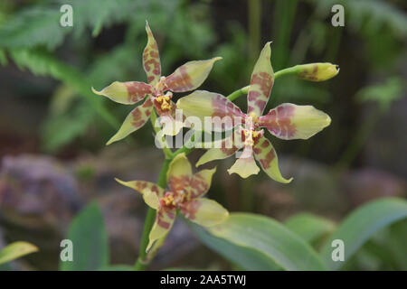 Tiger orchid (Rossioglossum Grande) in den Botanischen Gärten von Quito, Quito, Ecuador Stockfoto