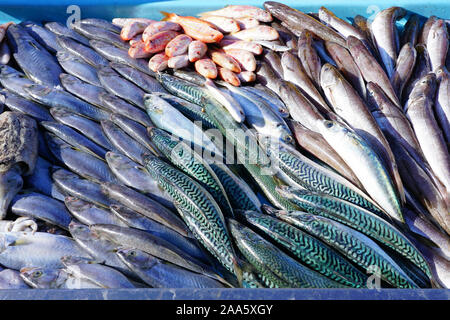 Frischer Fisch für die Bouillabaisse Suppe für Verkauf zu einem Fischmarkt am Alten Hafen in Marseille, Frankreich Stockfoto