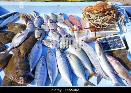 Frischer Fisch für die Bouillabaisse Suppe für Verkauf zu einem Fischmarkt am Alten Hafen in Marseille, Frankreich Stockfoto