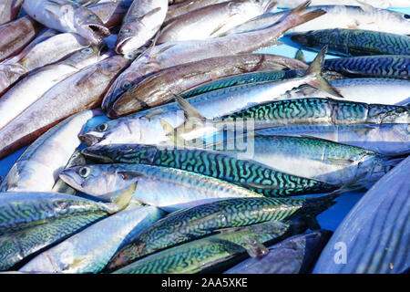 Frischer Fisch für die Bouillabaisse Suppe für Verkauf zu einem Fischmarkt am Alten Hafen in Marseille, Frankreich Stockfoto